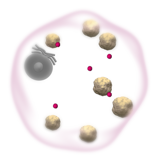 Resulting cell after VPRIV